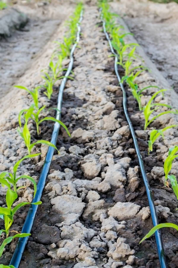 Drip Irrigation Green Horizon