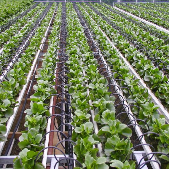 Drip Irrigation